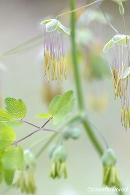 Male flowers
